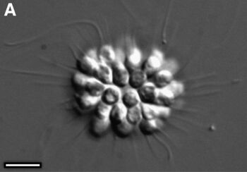 gest ,font ,terrestrisk plante ,sirkel ,pollen.