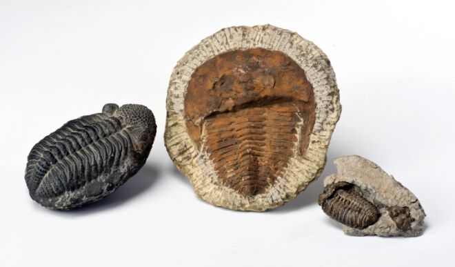 Trilobitter fra ulike tidslinjer i evolusjonen