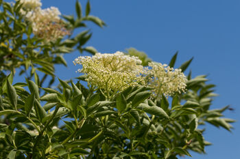 himmel ,anlegg ,blomst ,busk ,blomstrende plante.