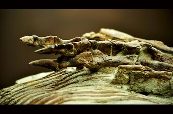 iguania ,reptil ,tre ,gren ,skalert reptil.