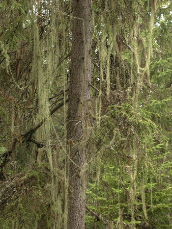 plantesamfunn ,anlegg ,naturlig landskap ,terrestrisk plante ,tre.