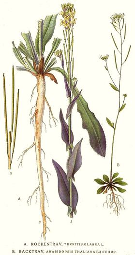 anlegg ,blomst ,terrestrisk plante ,kvist ,urteaktig plante.