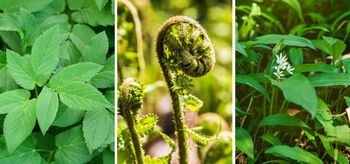 anlegg ,blad ,fiddlehead bregne ,botanikk ,terrestrisk plante.