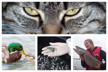 fotografi ,virveldyr ,katt ,organisme ,pattedyr.