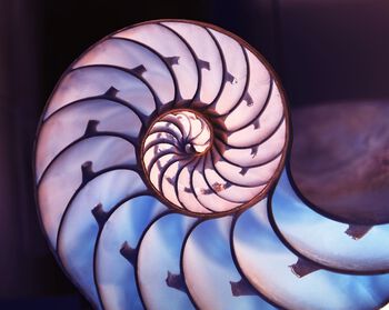 organisme ,kunst ,nautilus ,chambered nautilus ,spiral.