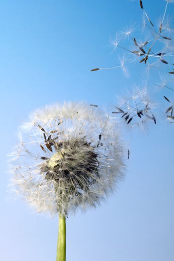 blomst ,himmel ,anlegg ,dagtid ,gren.