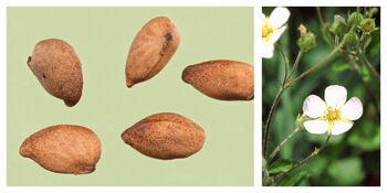 anlegg ,blomst ,kronblad ,terrestrisk plante ,insekt.