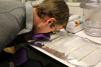 synsomsorg ,sikkerhetshanske ,forskning ,forsker ,laboratorium.