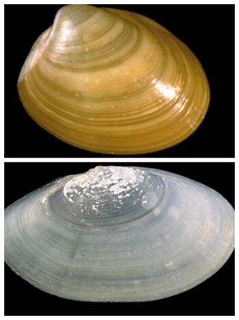 lys ,naturlig materiale ,tre ,muslinger ,astronomisk objekt.
