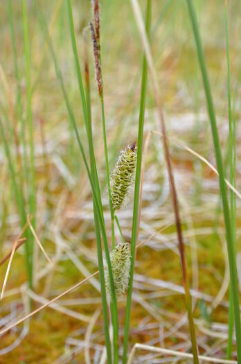 anlegg ,terrestrisk plante ,gress ,blomst ,grass familie.