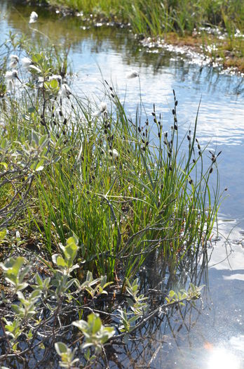 vann ,anlegg ,plantesamfunn ,naturlig landskap ,fluviale landformer av bekker.