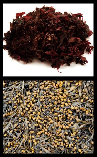ingrediens ,mat ,magenta ,begivenhet ,produsere.