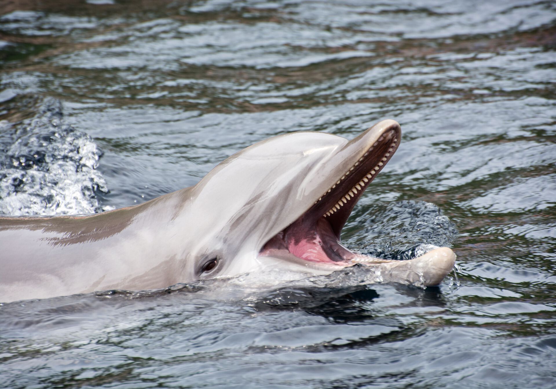 delfin, tumler