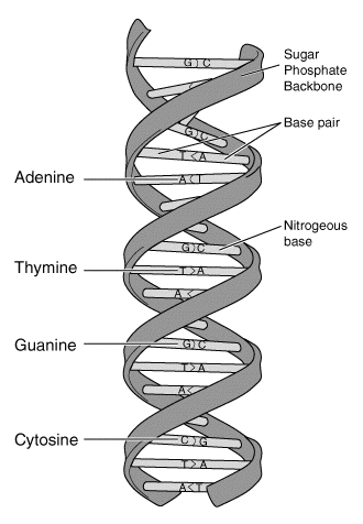 Forenklet skisse av en DNA-dobbeltspiral
