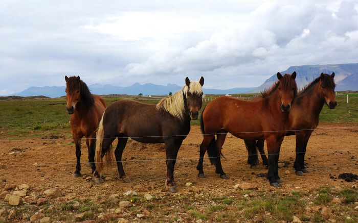 Dagens islandshester nedstammer antakelig fra hestene som ble gravlagt sammen med vikinger på Island.