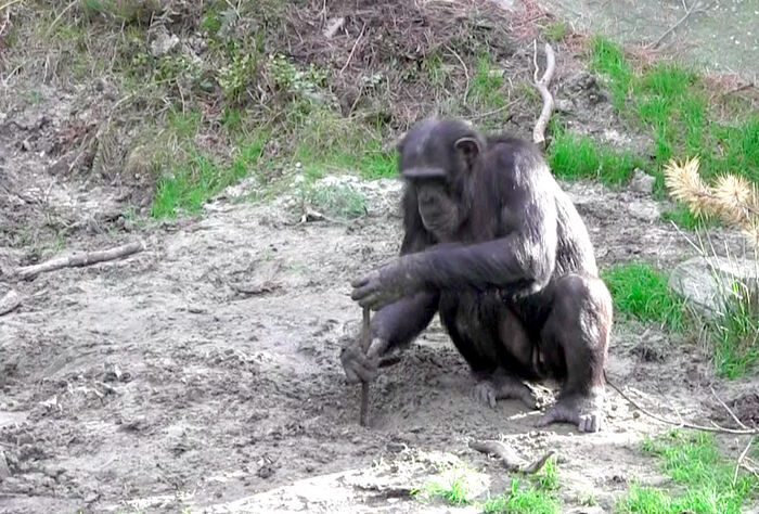 Her er det en av Julius' venner, sjimpansen Knerten, som bruker enkel redskap for å grave opp mat.