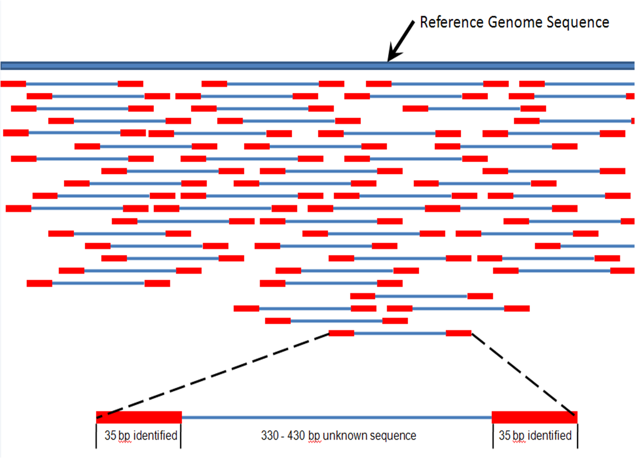 Craig Venters lure grep var at hun lagde mange kopier av genomet, delt opp i tilfeldige biter 