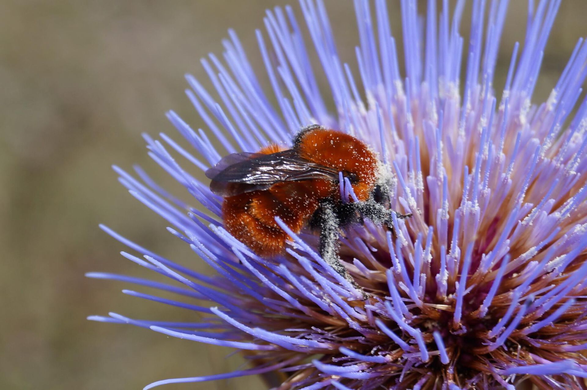 Humle, bombus dahlbomii