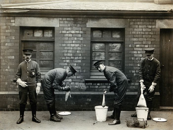 Liverpool i 1901: Rottefangere dynkete pestbefengte rotter i bøtter med bensin.
