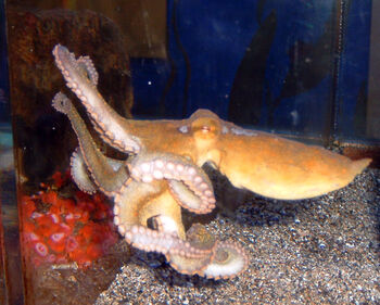 marine virvelløse dyr ,blekksprut ,virveldyr ,blekkspruter ,under vann.