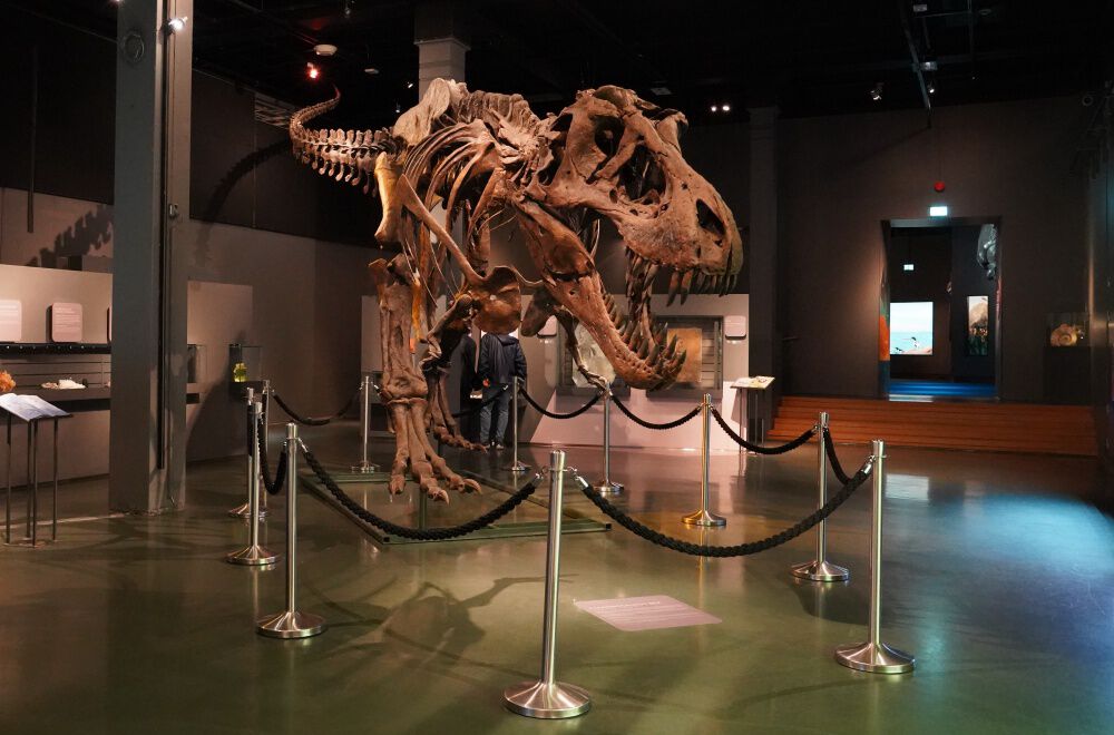 Bilde av tyrannosaurusen Stan i utstillingen på Naturhistorisk museum