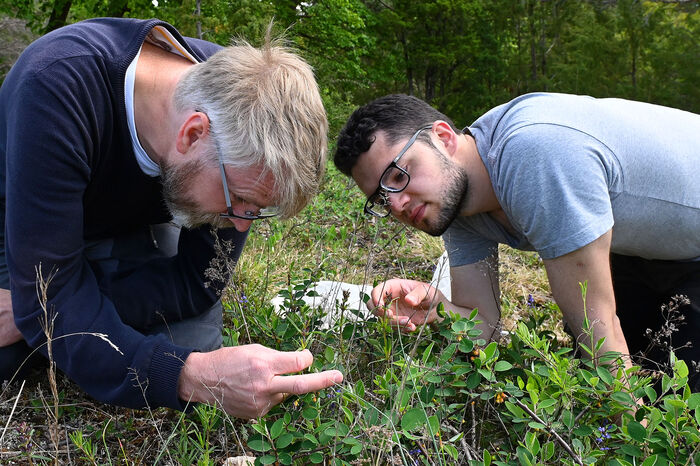 to menn studerer planter på nært hold