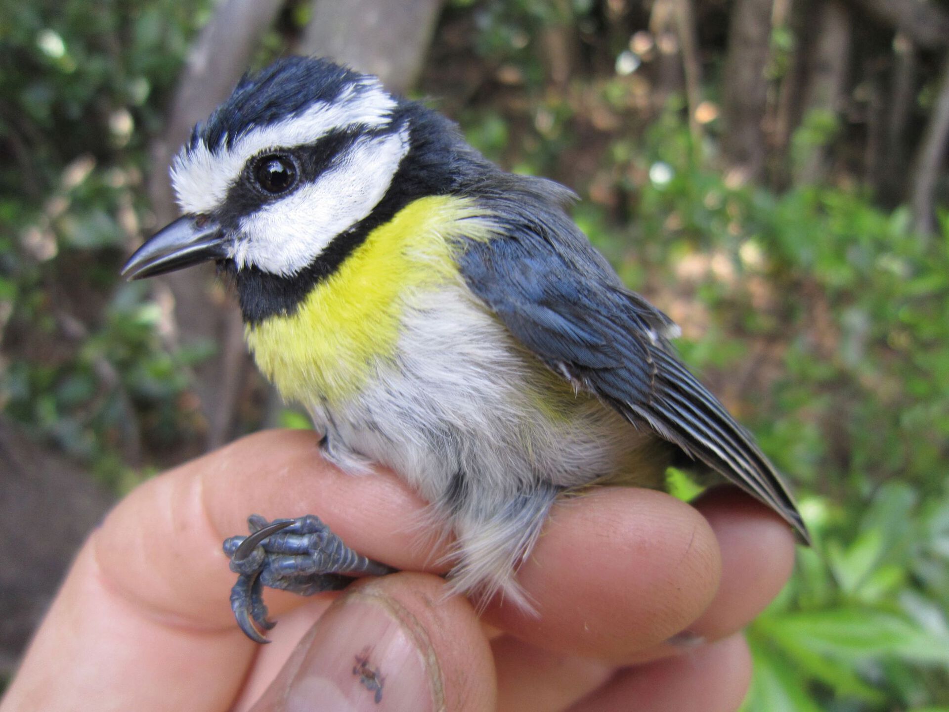kalottmeis