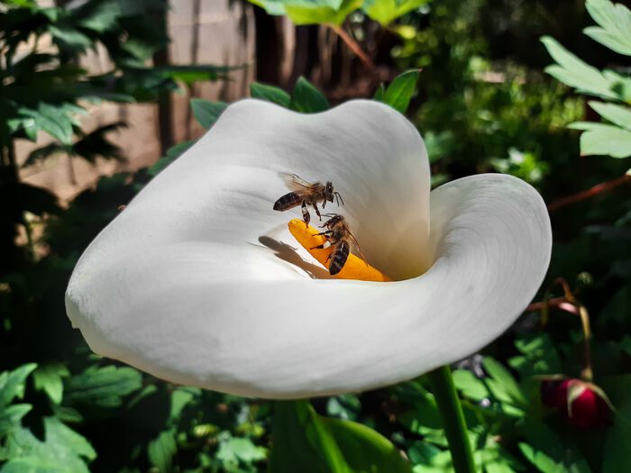 To bier og en blomst