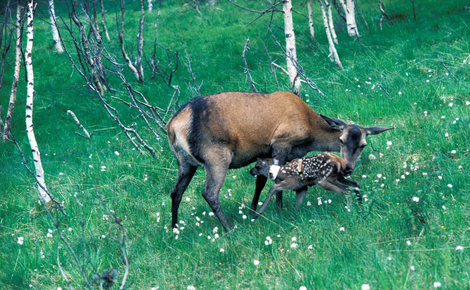 Image may contain: Plant, Green, Deer, Grass, Fawn.