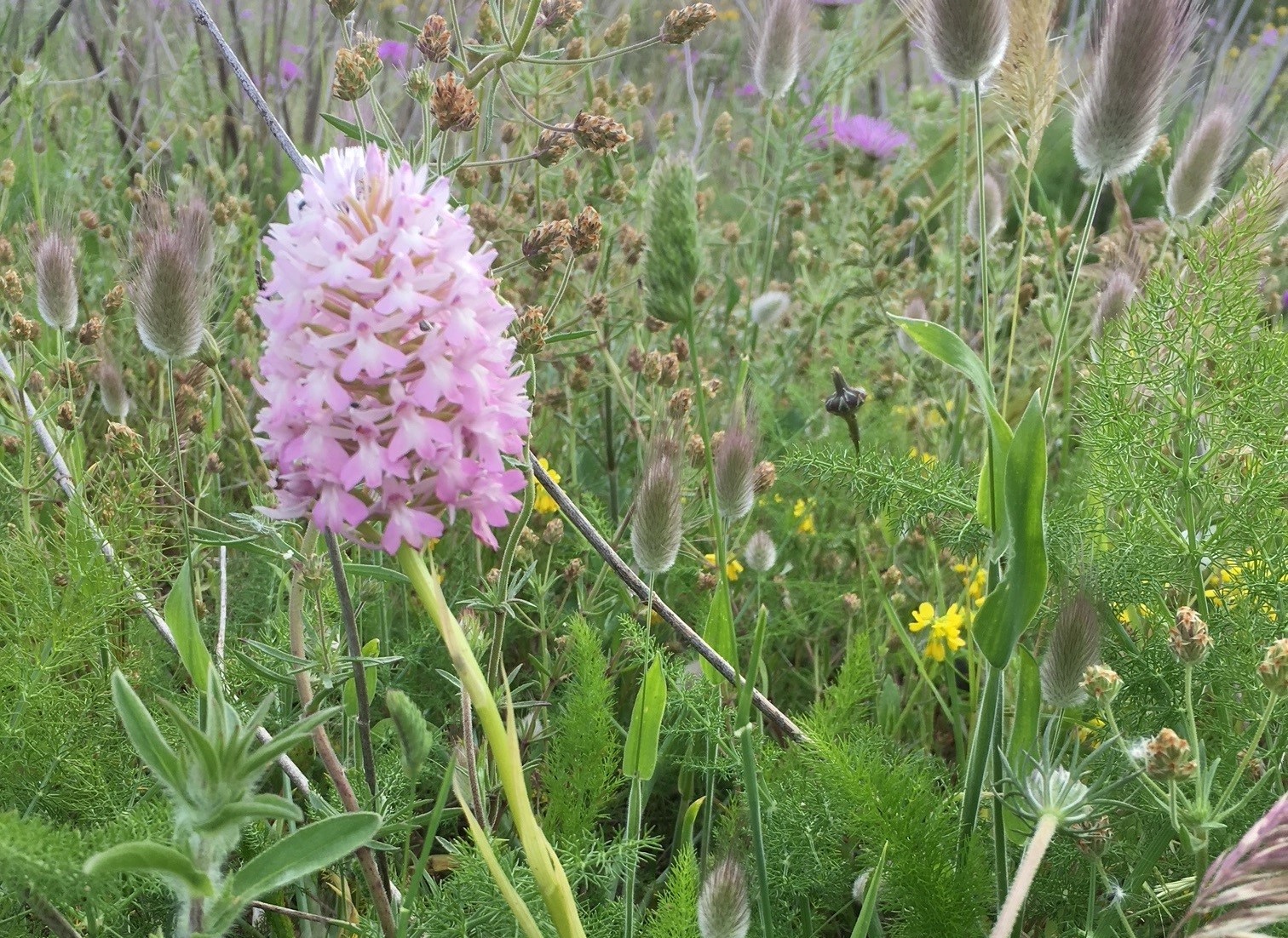 Bildet kan inneholde: blomst, anlegg, kronblad, gress, terrestrisk plante.
