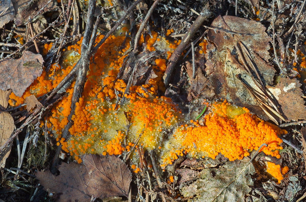 oransje elgbeger på skogbunnen