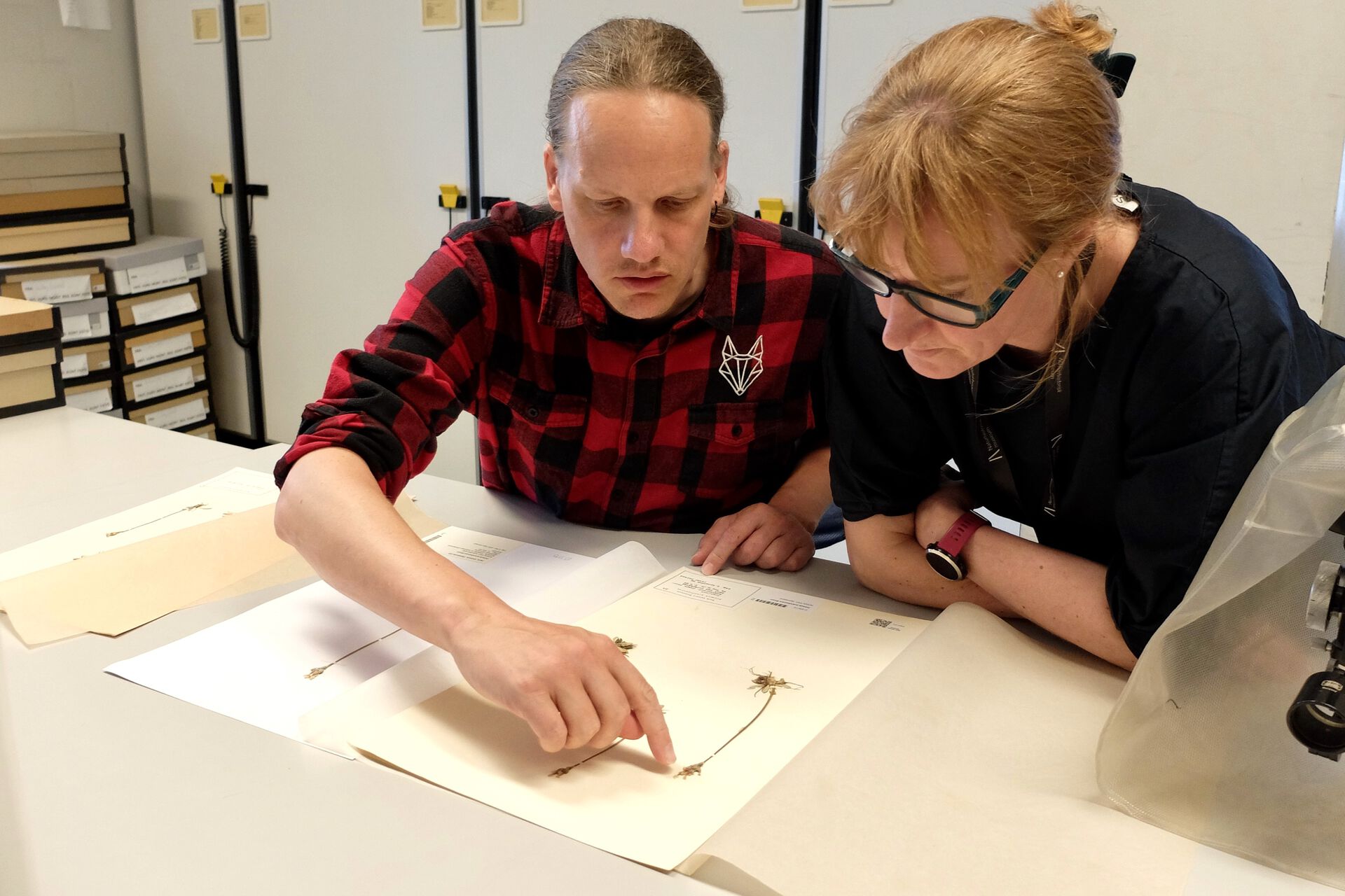 Forskere ser på presset plante