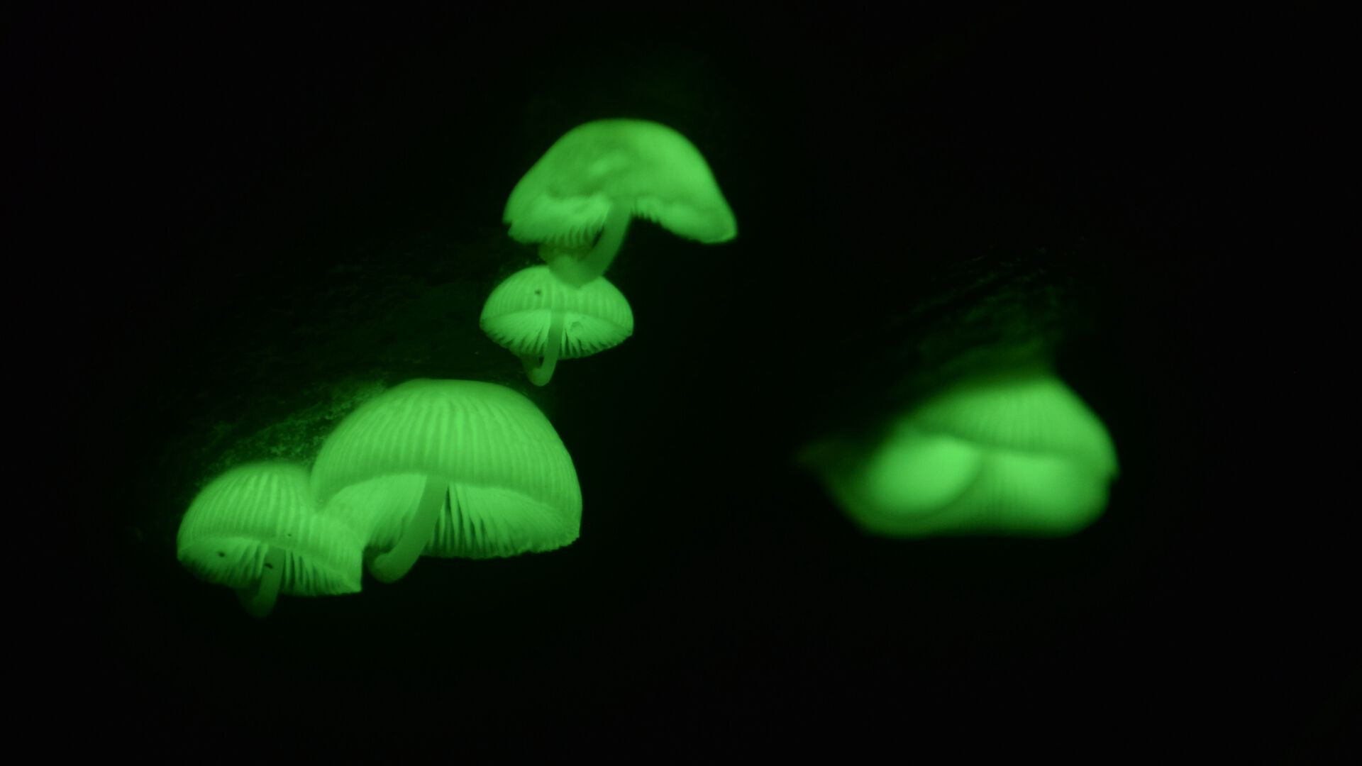 Bildet kan inneholde: bioluminescens, vann, organisme, sky, under vann.