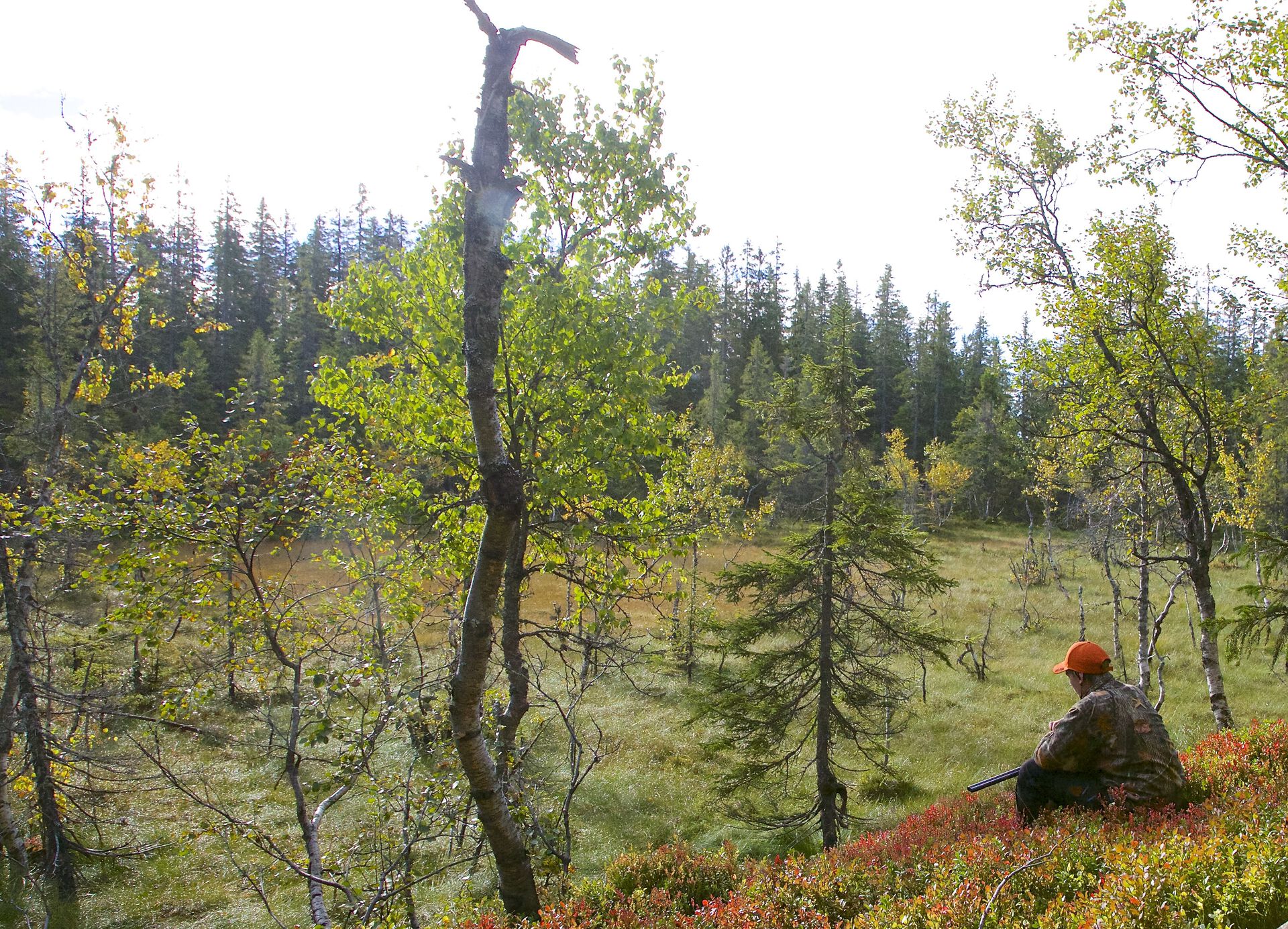 Bildet kan inneholde: anlegg, himmel, plantesamfunn, blad, naturlig landskap.