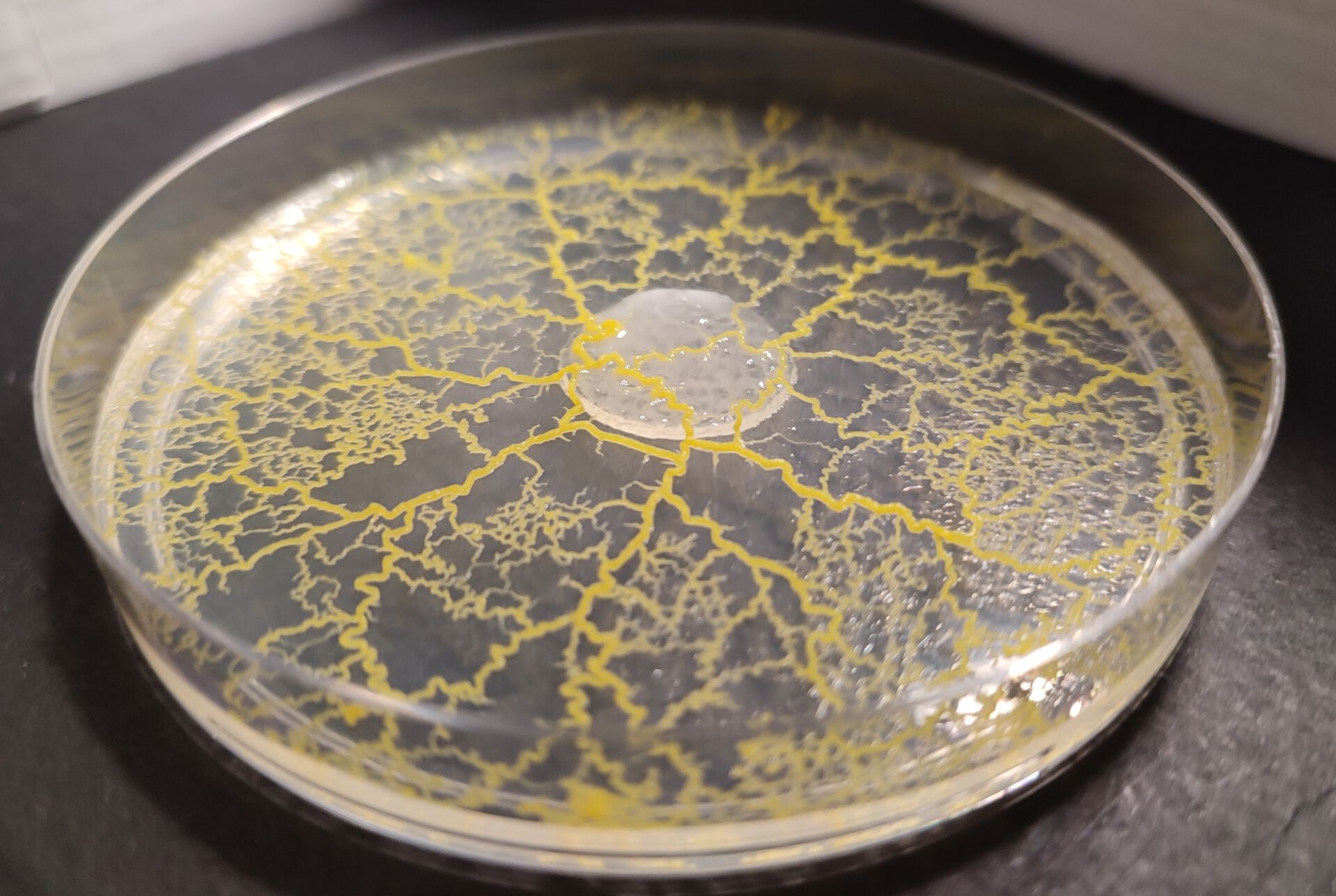 Slimsoppen Physarum polycephalum sprer seg i en skål med agar