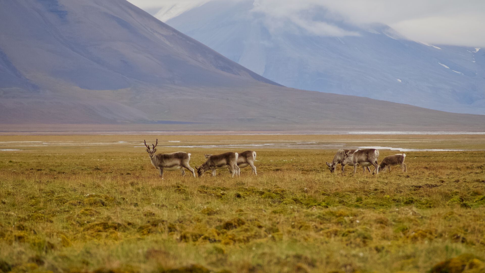 Reinsdyr på Svalbard om sommeren