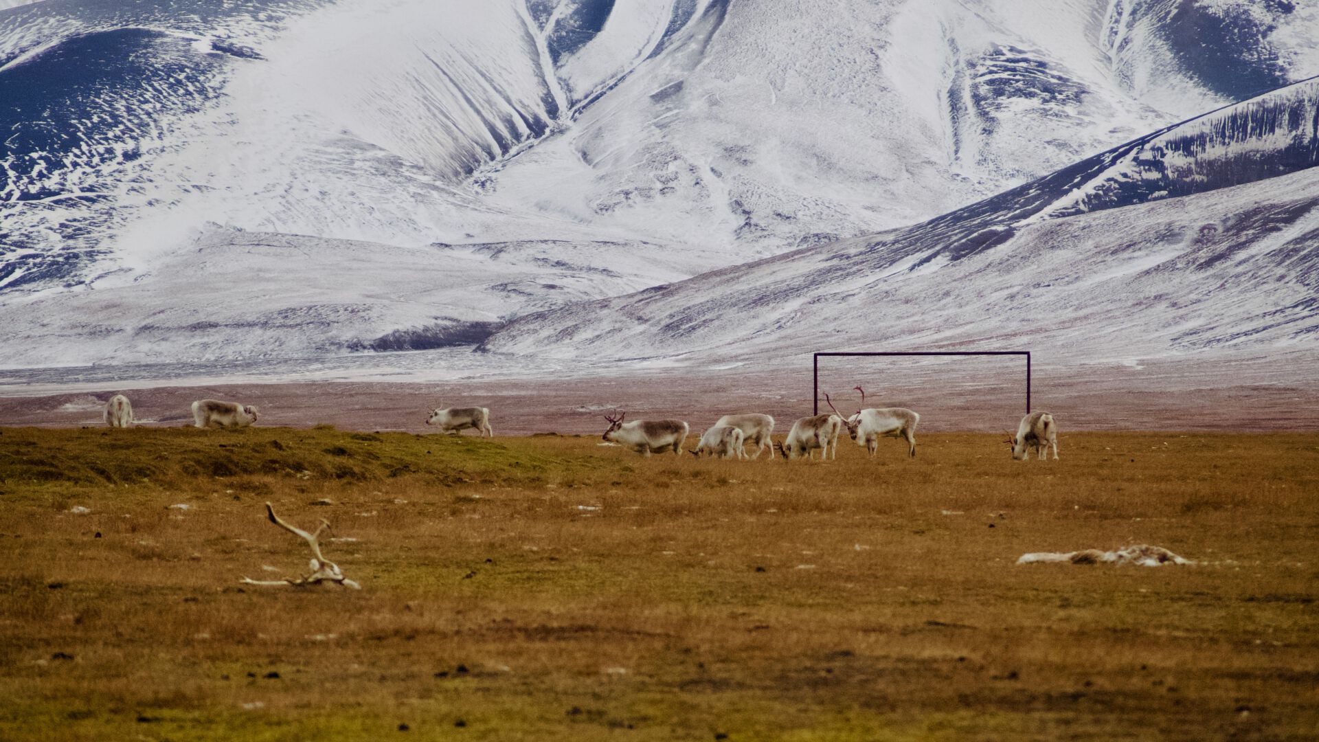 Reinsdyr på Svalbard