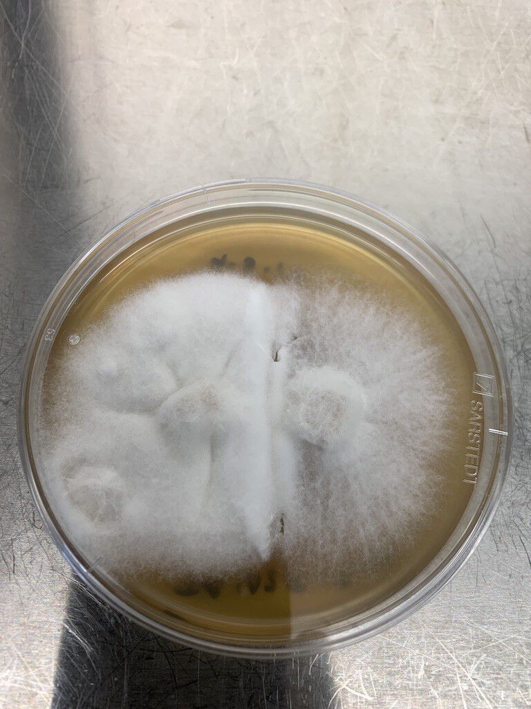 sopp parring lab