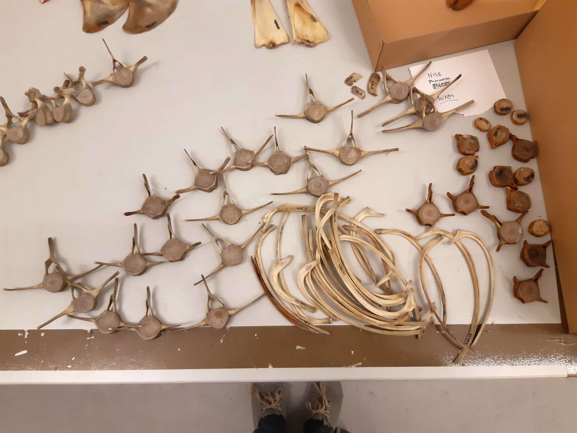The researchers examined ribs from the skeletons of two toothed whales, a porpoise and a beluga. Photo: Lene Liebe Delsett