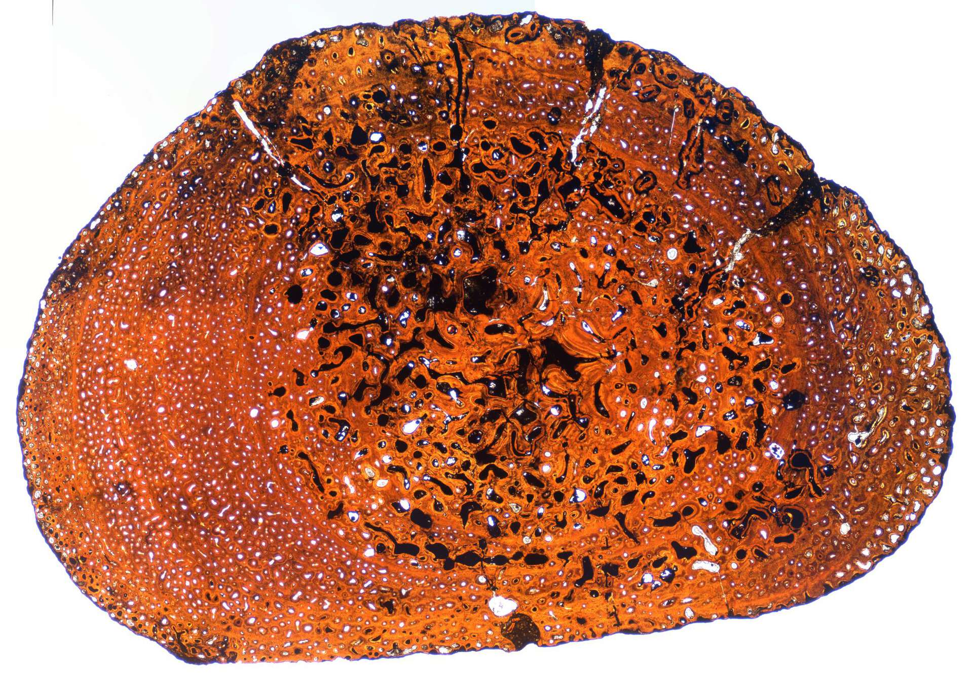 A cross-section of an ichthyosaur rib looks like this under the microscope. Photo: Jørgen Krøglid