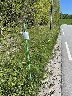 roadside with flowers and grass
