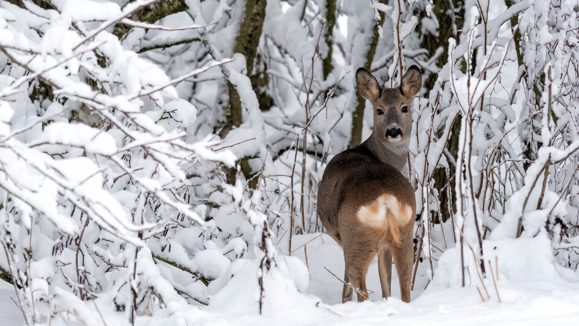 Rådyr i snødekket skog