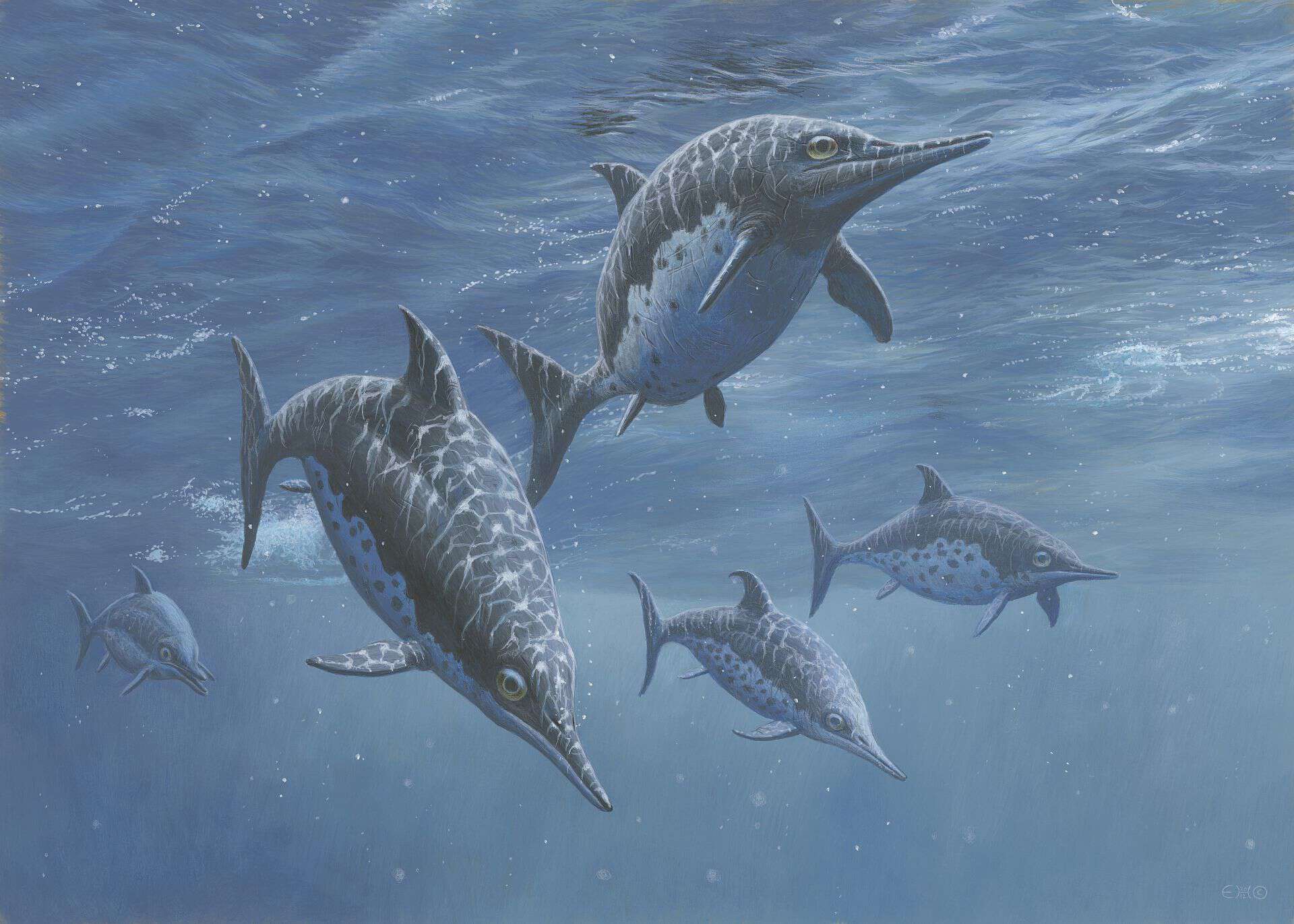 Ichthyosaurs were reptiles that lived in the ocean. Illustration: Esther van Hulsen
