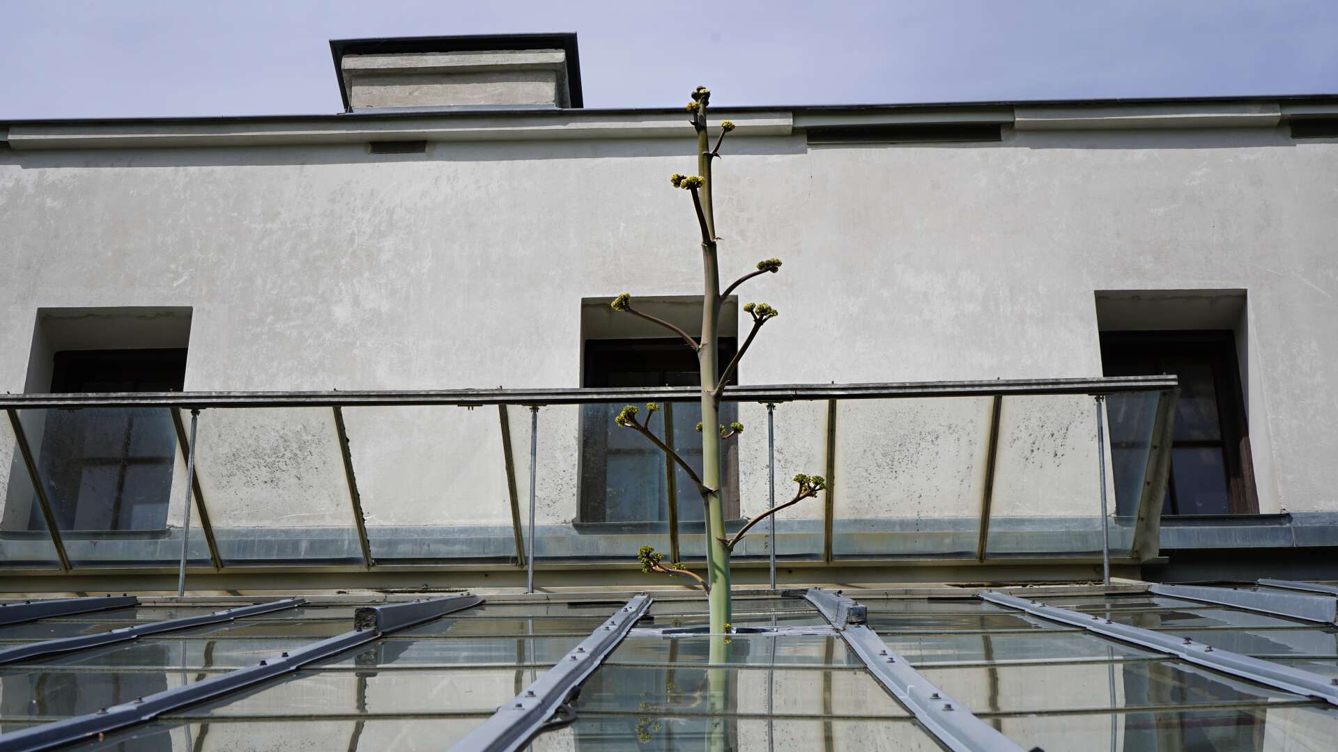 sisalagave stikker opp gjennom taket på Palmehuset