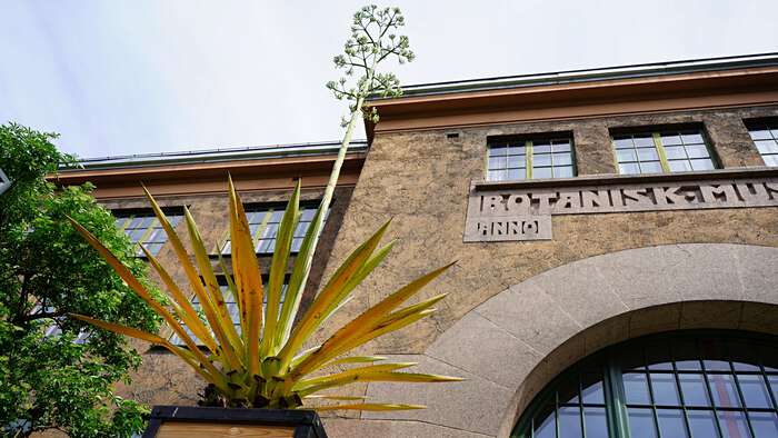 Høy plante foran Lids hus