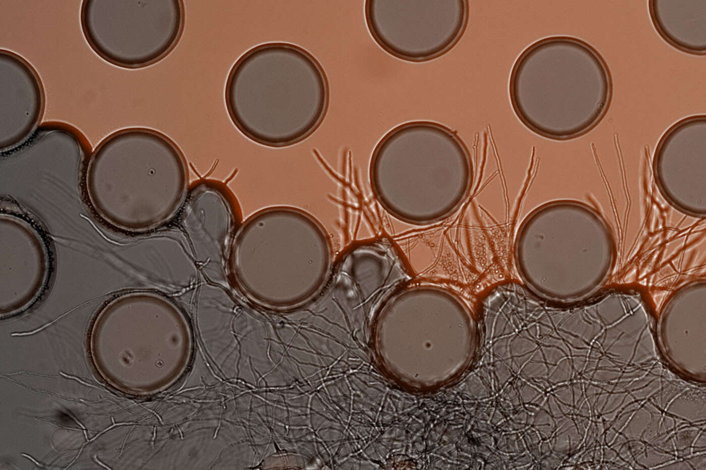 dots with threads in between