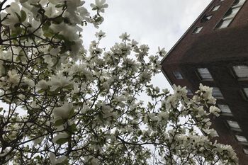 himmel ,dagtid ,bygning ,blomst ,vindu.